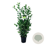 Prunus l. 'Obelisk' 80-100 cm 6L