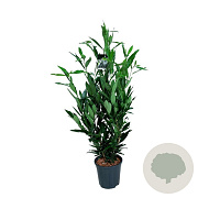 Prunus l. Renault Ace 80-100 cm 6L