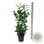 Prunus l. Genolia 100-125 cm 6L