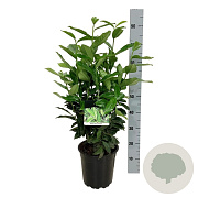 Prunus l. Genolia 60-80 cm 6L