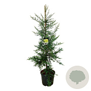 Sequoia s. 'Adpressa' 170-200 cm cont. 55L extra
