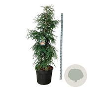 Sequoia s. 'Winter Blue' 200-250 cm cont. 90L extra