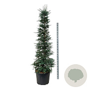 Sequoia s. 'Xeno' 200-250 cm cont. 90L extra