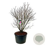 Syringa v. 'And. an Ludwig Späth' 150-175 cm cont. 230L solitair