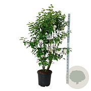 Syringa v. Beauty of Moscow 170-200 cm cont. 55L extra