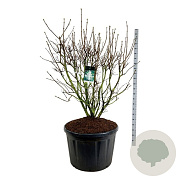 Syringa v. 'Mme Lemoine' 150-175 cm cont. 230L solitair