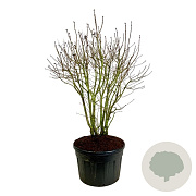 Syringa v. 'Michel Buchner' 150-175 cm cont. 230L solitair