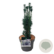 Taxus b. 'Fastigiata Robusta' 40-50 cm P21