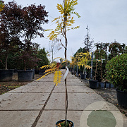 Wisteria floribunda 175-200 cm 3,0L
