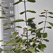 Callicarpa bod. 'Profusion' 60-80 cm 7,5L