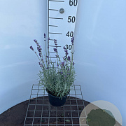 Lavandula ang. 'Hidcote' GM 2,0L
