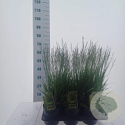Molinia caerulea 'Moorflamme' 40-70 cm 2,0L
