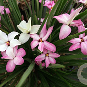 Rhodoxis Fairy Kisses GM P9