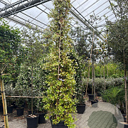 Trachelospermum jasminoides 400-450 cm cont. 90L