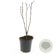 Physocarpus opulif. 'Diabolo' GM C1.3