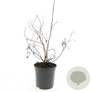 Potentilla f. 'Goldfinger' GM C1.3