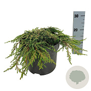 Juniperus comm. 'Lemon Carpet' 40-50 cm 6L