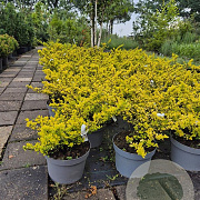 Ilex crenata 'Golden Gem' 40-50 cm 10L