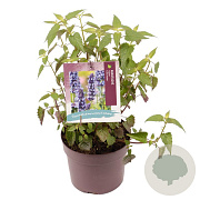 Agastache rugosa 'Little Adder' GM 2,0L