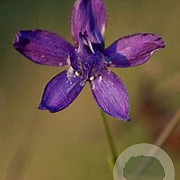 Delphinium (E) 'M.F. D.B.Dark Bee' GM 2,0L