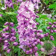 Delphinium 'M F Deep R. White Bee' GM 2,0L