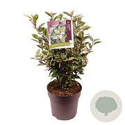 Elaeagnus ebb. 'Compacta' 40-45 cm 10L