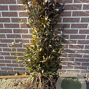 Fagus syl. 'Atropunicea' 125-150 cm wortelgoed