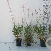 Gaura l. 'Whirling Butterflies' GM P9