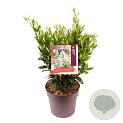 Ligustrum j. 'Texanum' 40-45 cm 10L