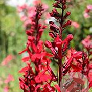 Lobelia s. 'Starship Scarlet' GM 2,0L