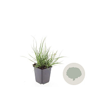 Pennisetum al. 'Little Bunny' GM P9