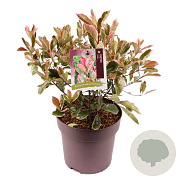 Photinia fraseri Louise 35-40 cm 10L