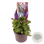 Salvia sylv. Blue Marvel GM 2,0L