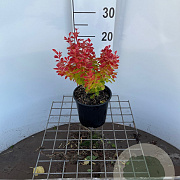 Berberis thunb. 'Orange Ice' 25-30 cm 2,5L