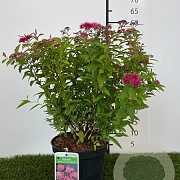 Spiraea jap. 'Anthony Waterer' 25-30 cm 3,0L