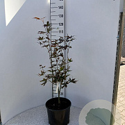 Acer pal. 'Bloodgood' 80-100 cm 12L