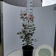 Acer pal. 'Bloodgood' 80-100 cm 15L