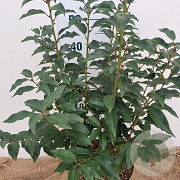 Prunus l. 'Angustifolia' 60-80 cm 5,0L