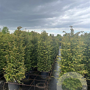 Taxus baccata 125-150 cm 20L