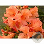 Rhododendron 'Tortoiseshell Orange' 30-40 cm 5,0L struik