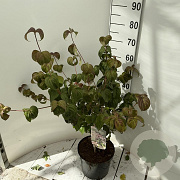 Cornus k. 'Satomi' 60-80 cm 7,5L