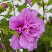 Hibiscus syr. French Cabaret Purple 40-50 cm 7,5L