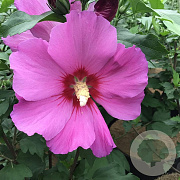 Hibiscus syr. Pink Giant 120 cm stam 7,5L