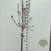 Malus toringo 'Freja' 90 cm stam 7,5L