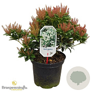Pieris jap. 'Cupido' 30-40 cm 5,0L struik