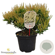 Pieris jap. 'Debutante' 30-40 cm 5,0L struik