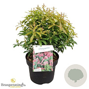 Pieris jap. 'Valley Rose' 30-40 cm 5,0L struik