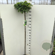 Quercus pal. 'Green Dwarf' 150 cm stam 10L