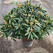 Rhododendron 'Blewbury' 30-40 cm 5,0L struik