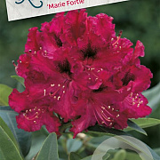 Rhododendron 'Marie Forte' 30-40 cm 5,0L struik